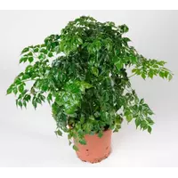 Комнатное растение - Фикус