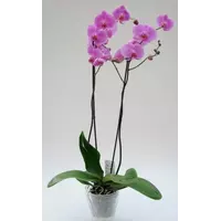 Орхидея Фаленопсис-3