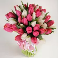Букет из розовых и белых тюльпанов, 51 шт.