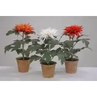 Комнатное растение - Хризантема