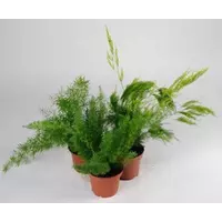Комнатные растения - Аспарагус