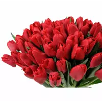 Тюльпаны оптом - Камелия
