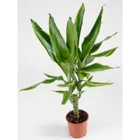 Комнатное растение - Драцена