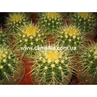 Комнатное растение - Кактус