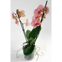Орхидея Фаленопсис-2