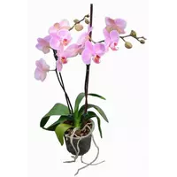 Орхидея Фаленопсис-1